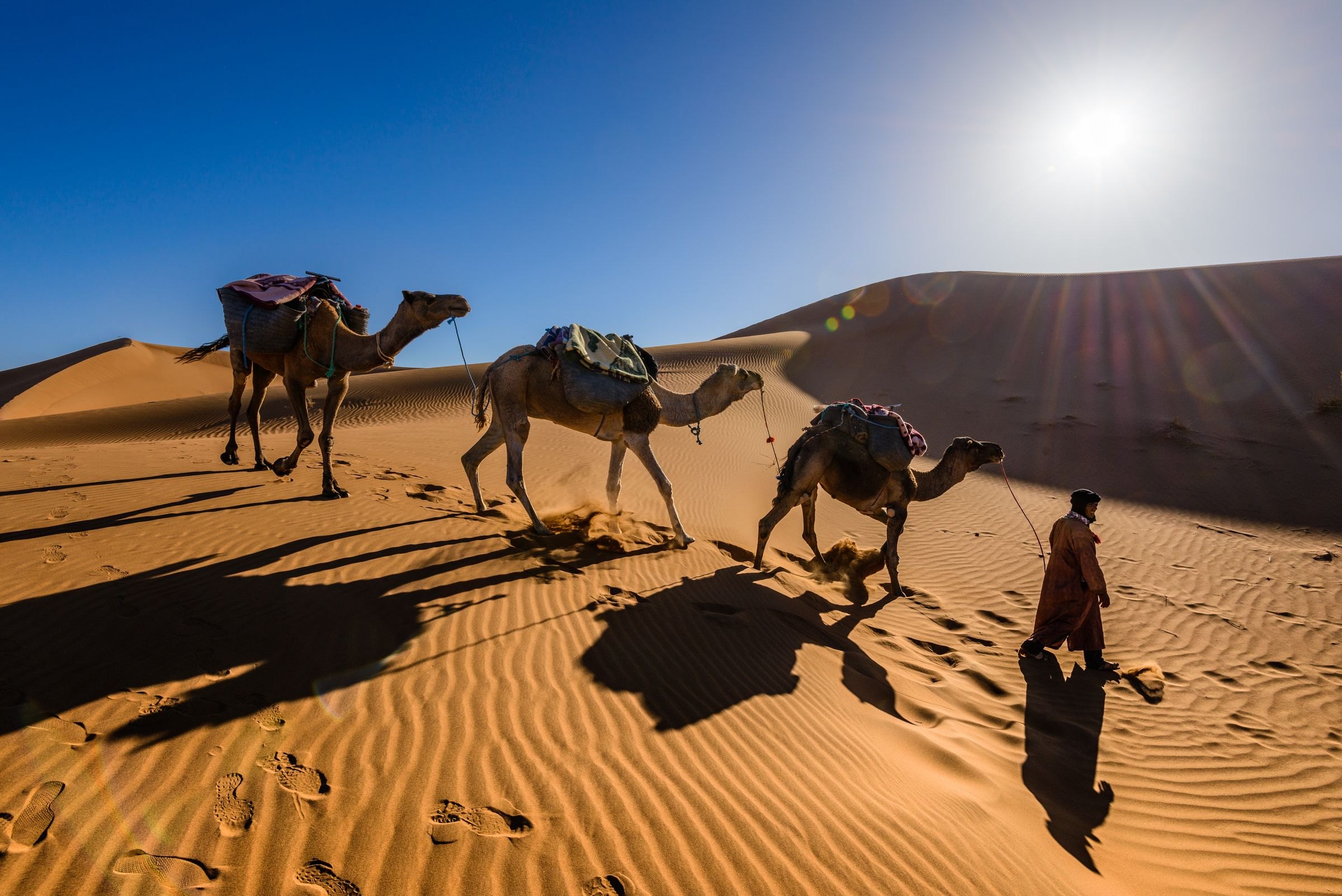 Camels crossing the Sahara dunes