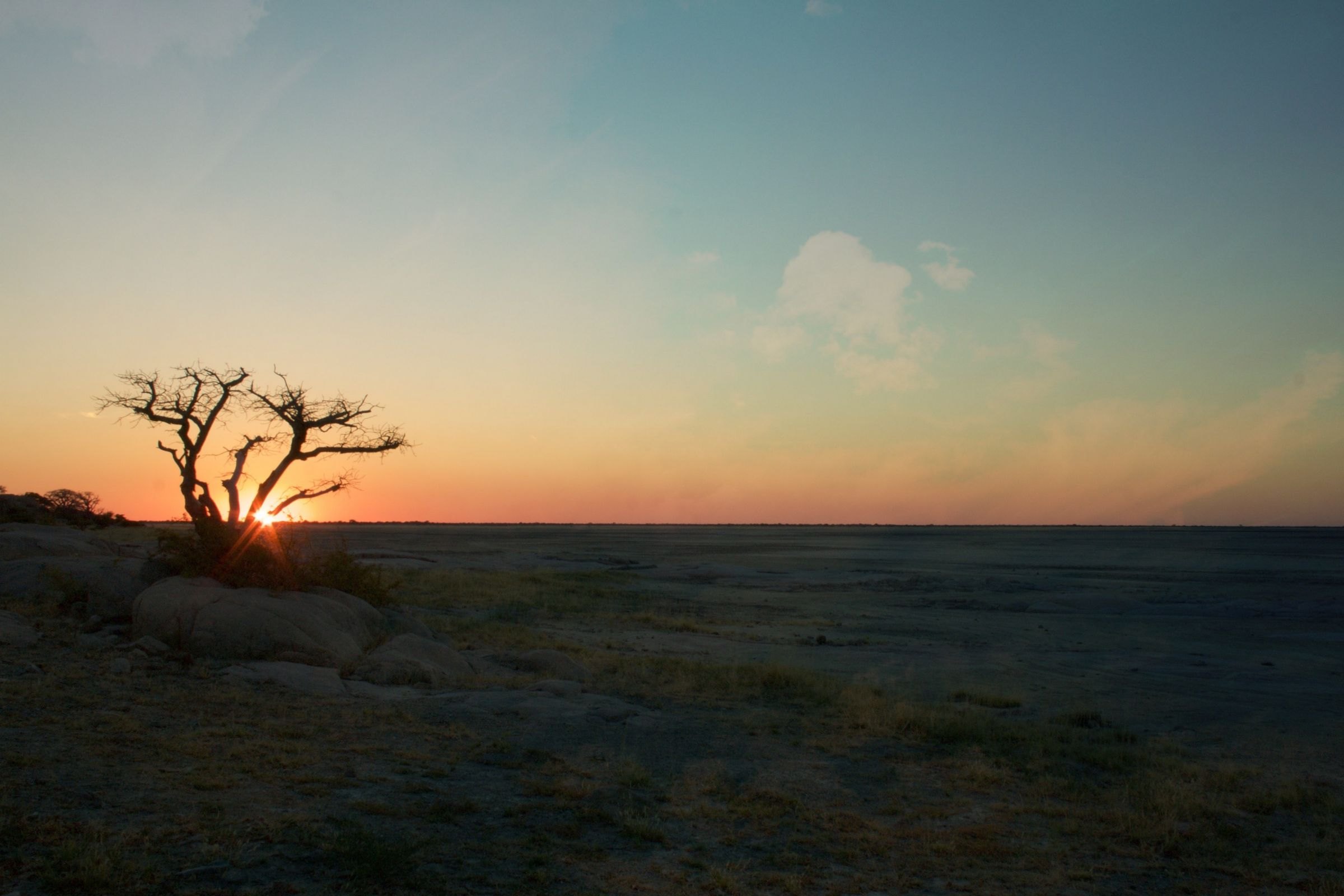 A lone tree at sunset on the salt pans
