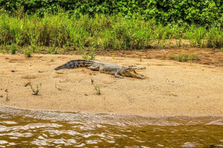 A saltwater crocodile on a riverbank