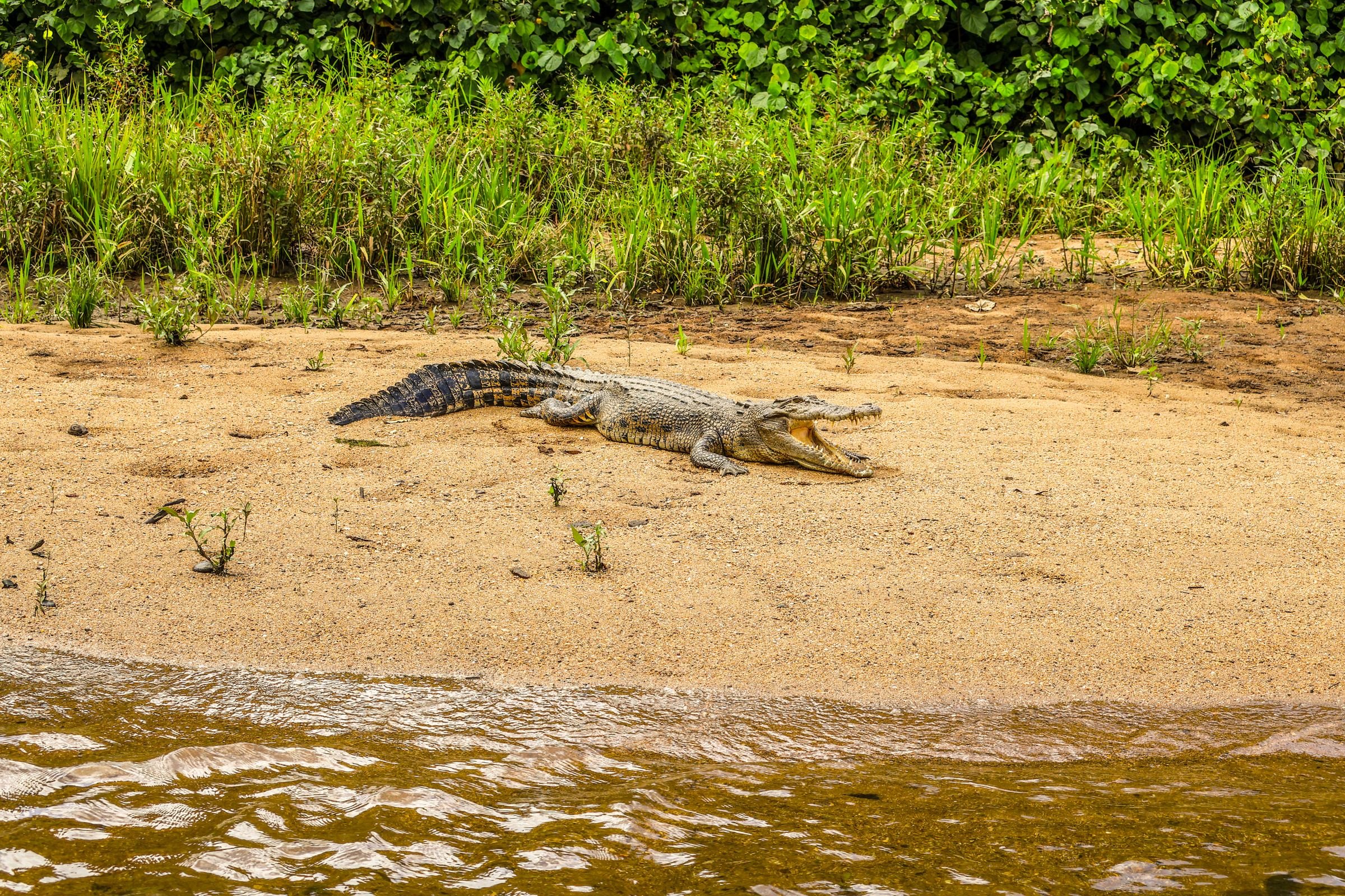 A saltwater crocodile on a riverbank
