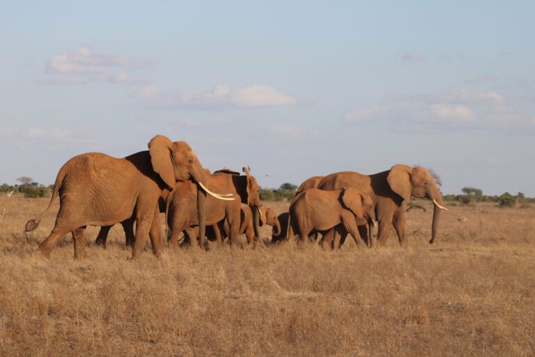 Elephants on the savanna in Samburu
