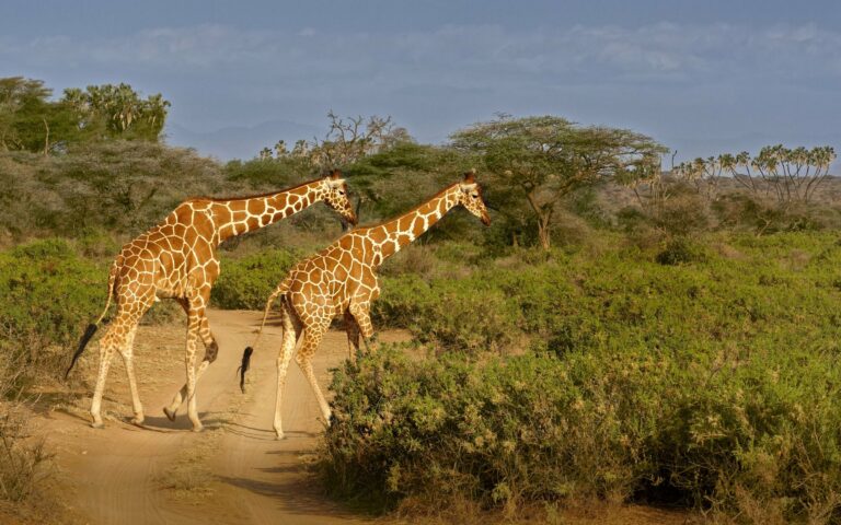 Reticulated giraffes in Samburu