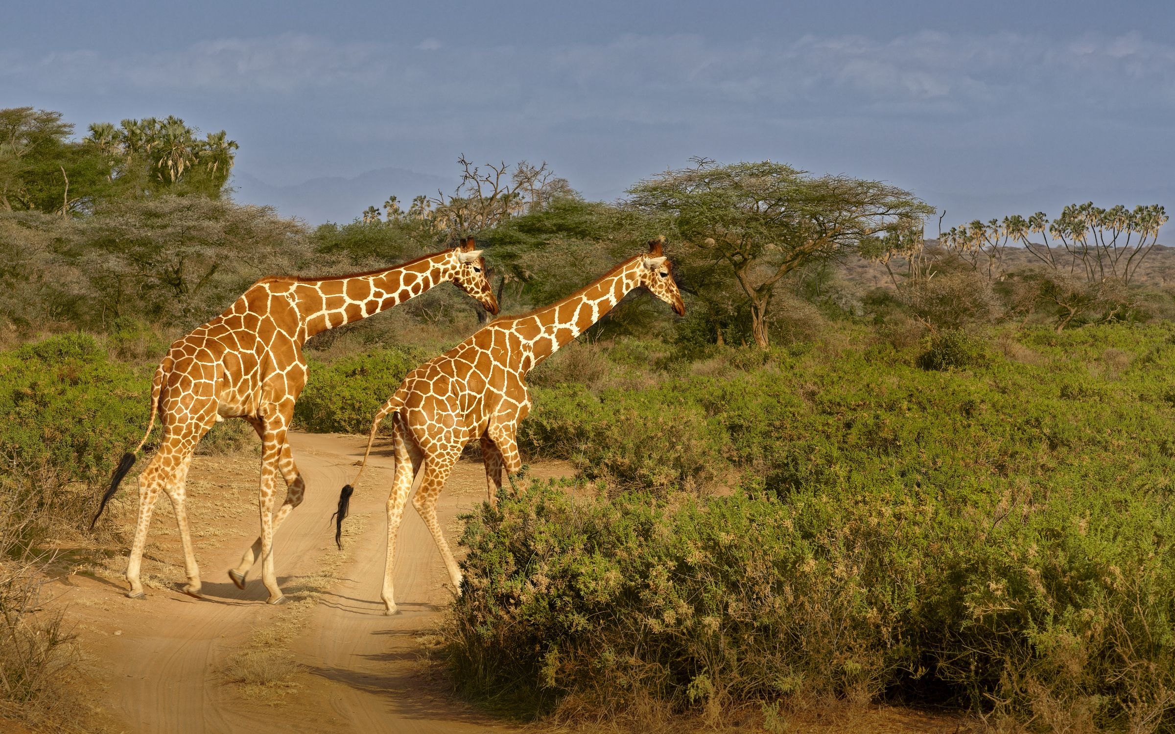 Reticulated giraffes in Samburu