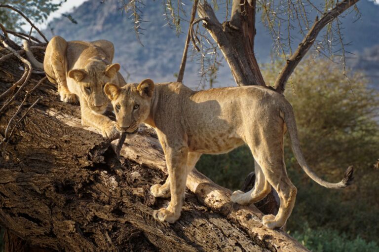 Young lions on a fallen tree in Samburu
