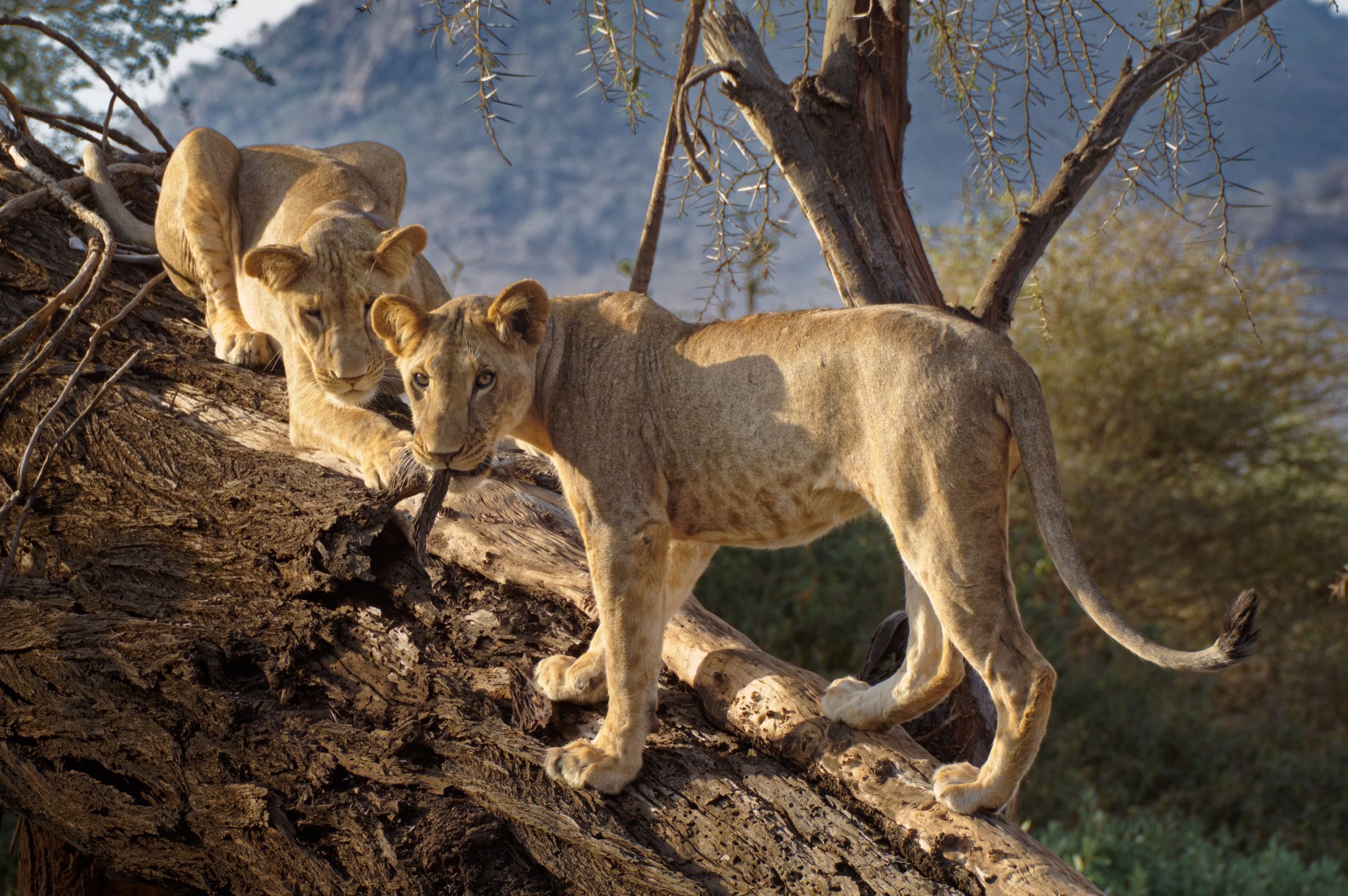 Young lions on a fallen tree in Samburu