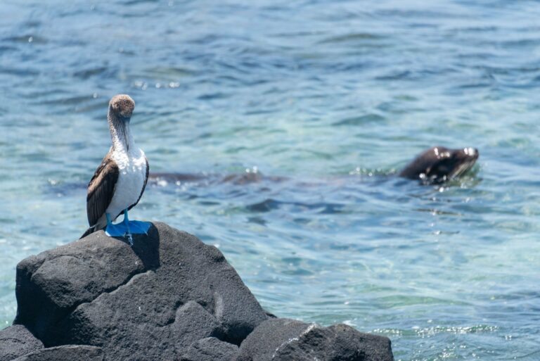 A blue-footed booby on San Cristóbal