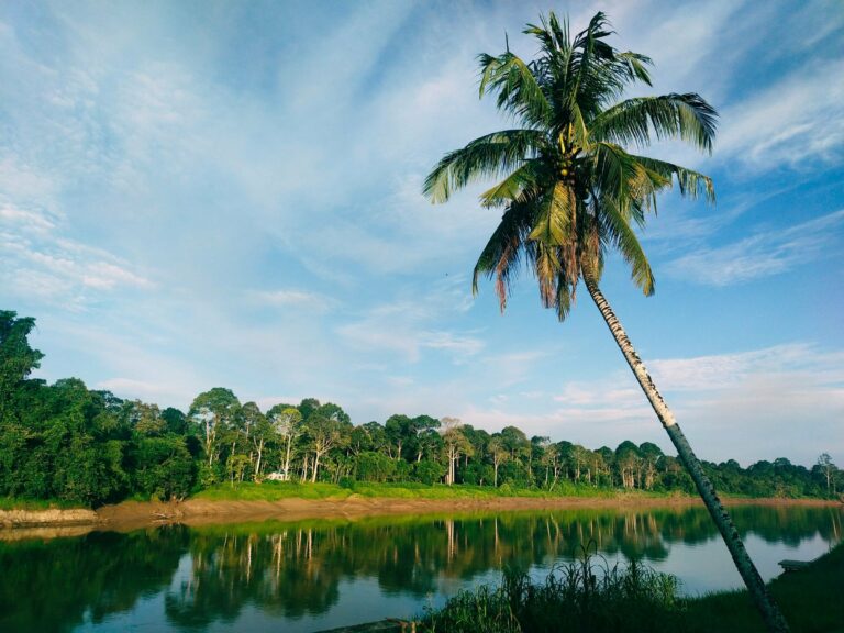 A palm tree beside a calm river in Sarawak