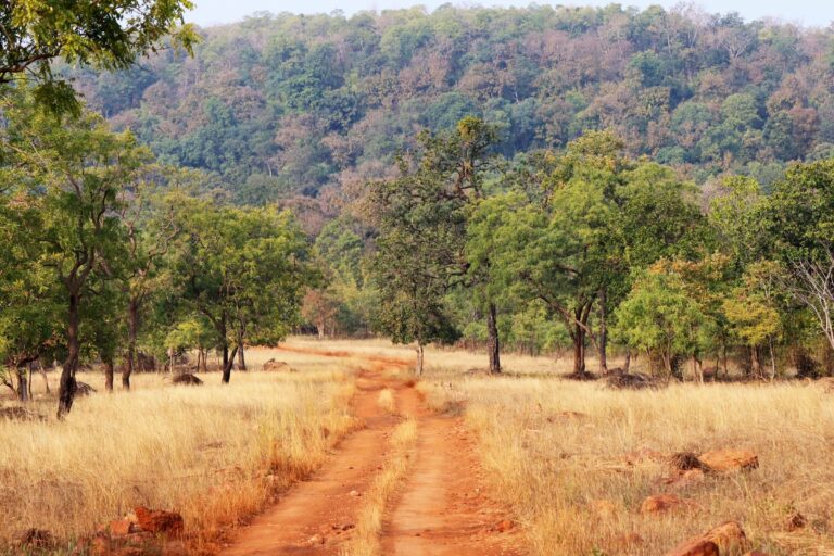 A track through dry forest in central India