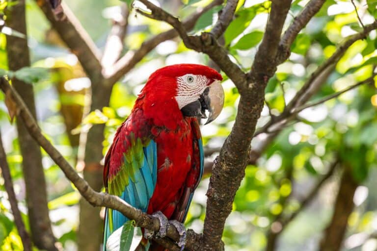 A scarlet macaw in the trees