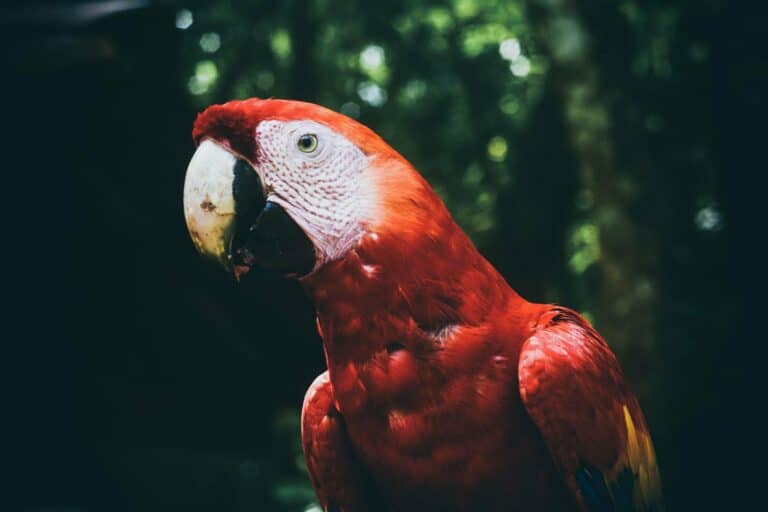 A scarlet macaw in the forest at Copán Ruinas, Honduras