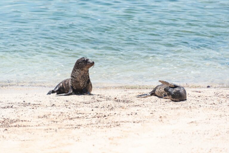Galapagos sea lions on a sandy beach