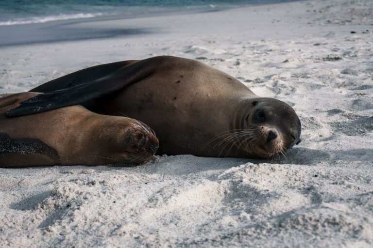 Sea lions resting on a beach on Española, Galápagos