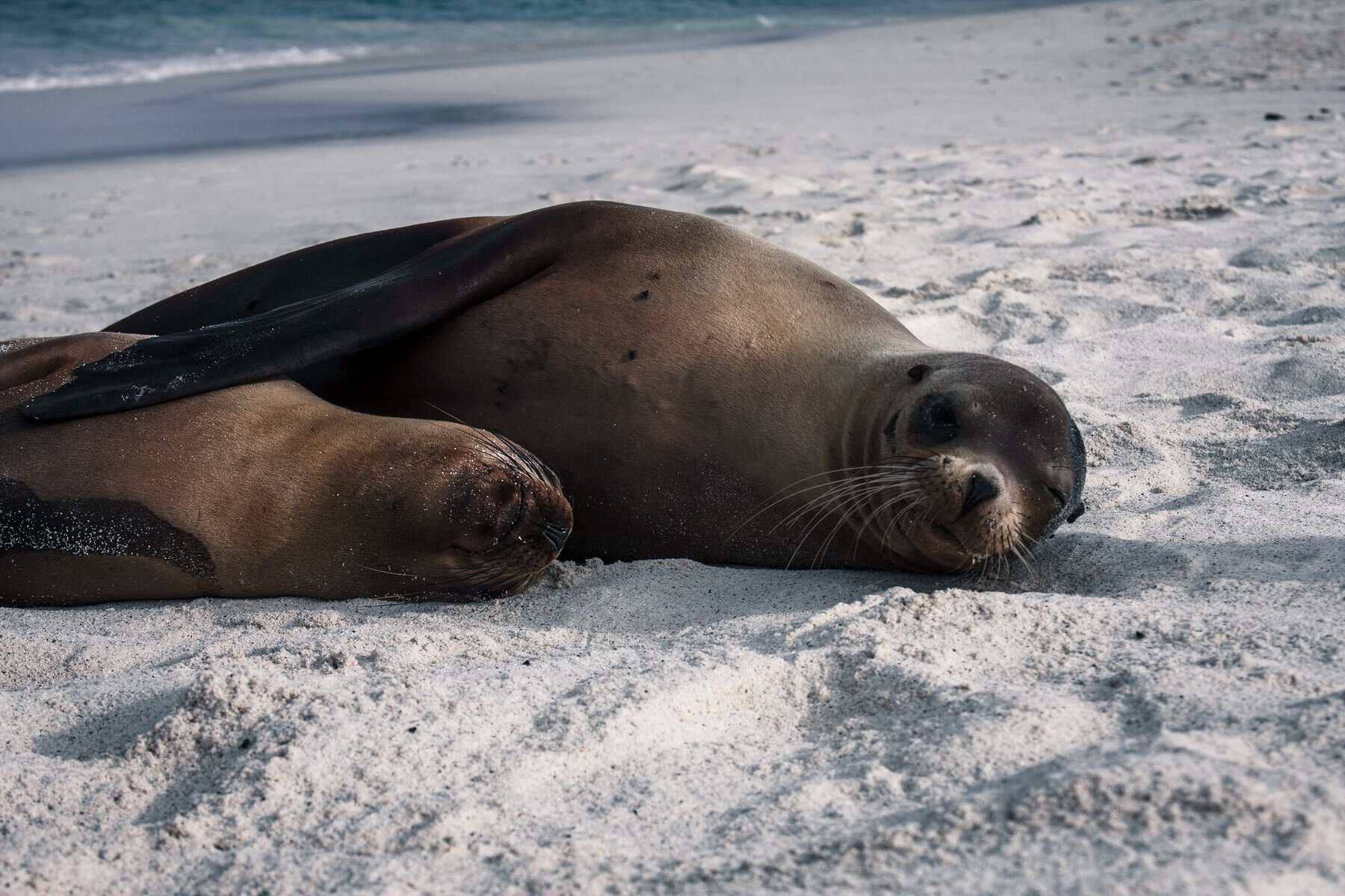 Sea lions resting on a beach on Española, Galápagos