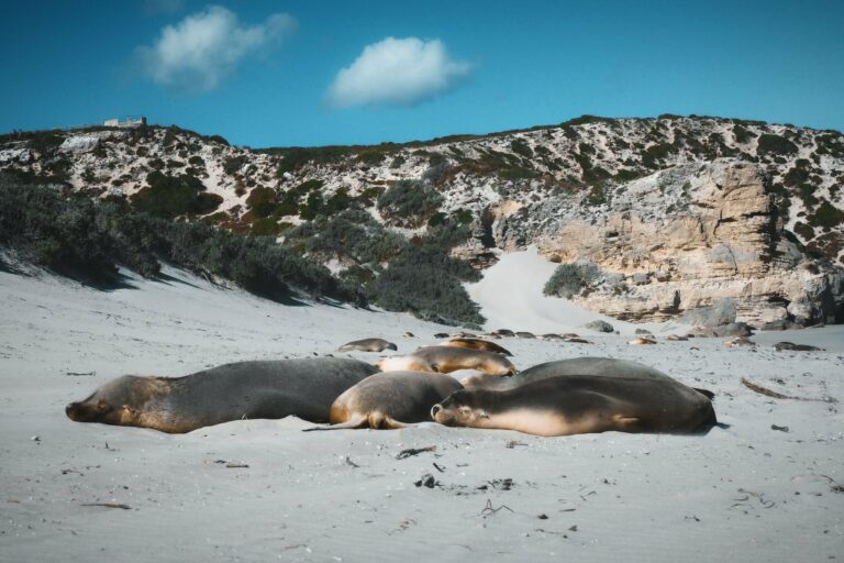 Sea lions resting on a sandy beach on Kangaroo Island