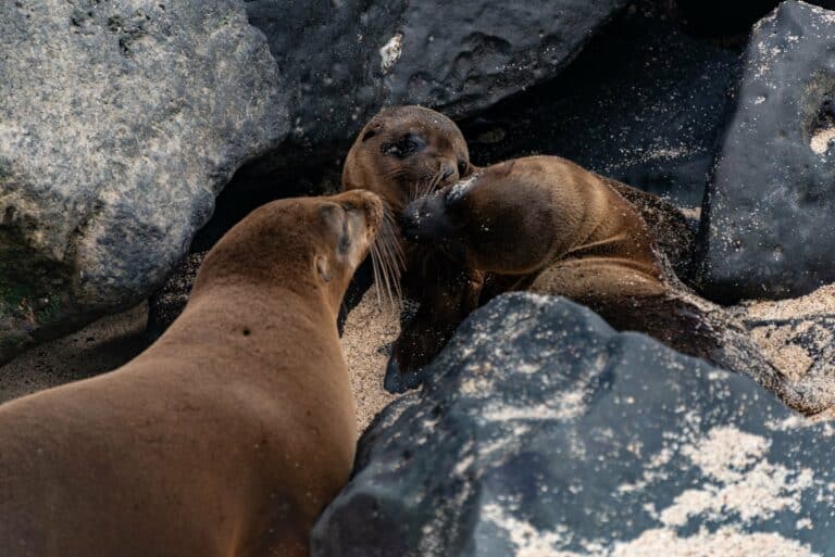 Sea lions on a rocky beach, Galápagos