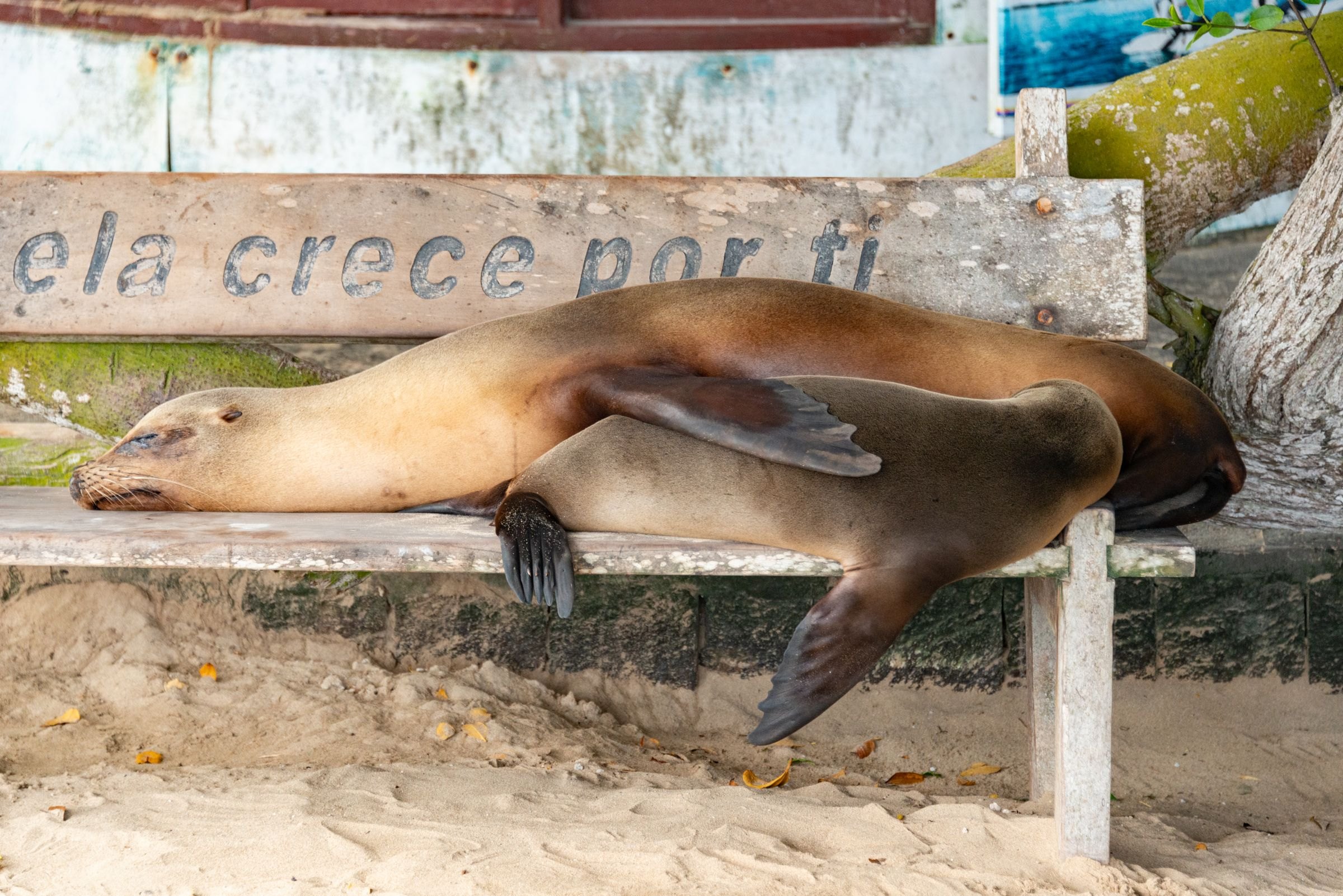Sea lions asleep on a bench in the Galapagos