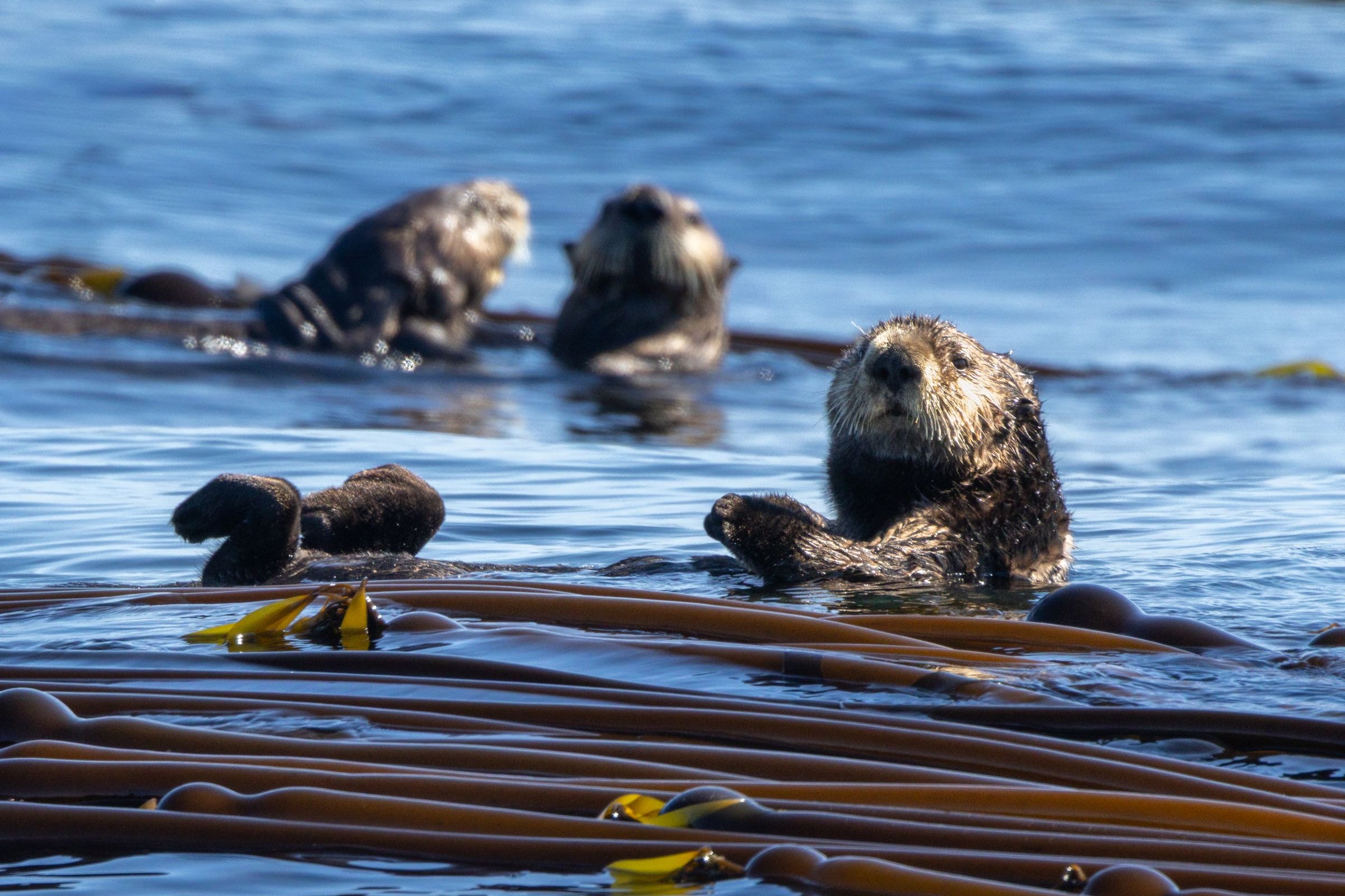 Sea otters floating in kelp
