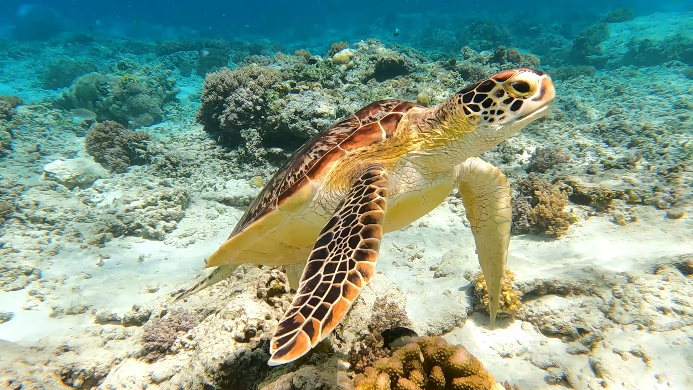 A green sea turtle
