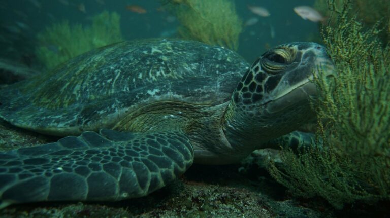 A sea turtle in the Galapagos
