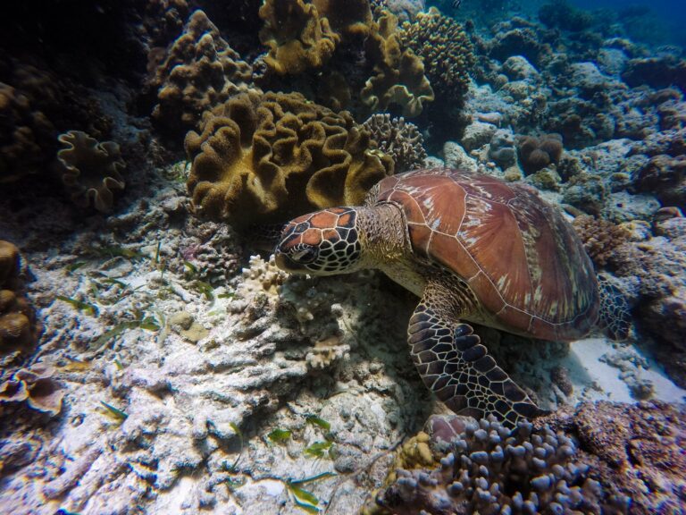 A sea turtle over the reef