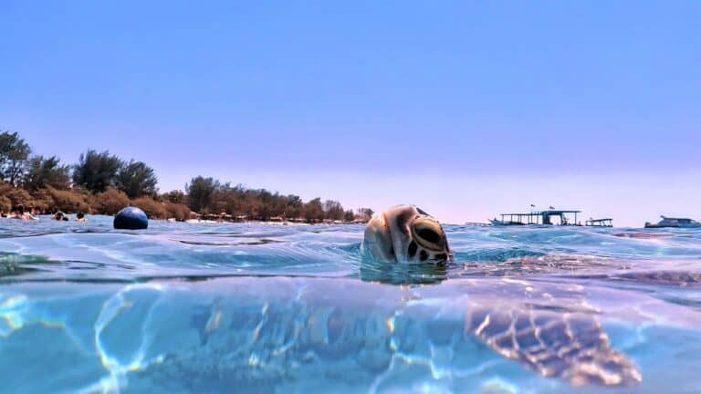 A sea turtle swimming near the surface