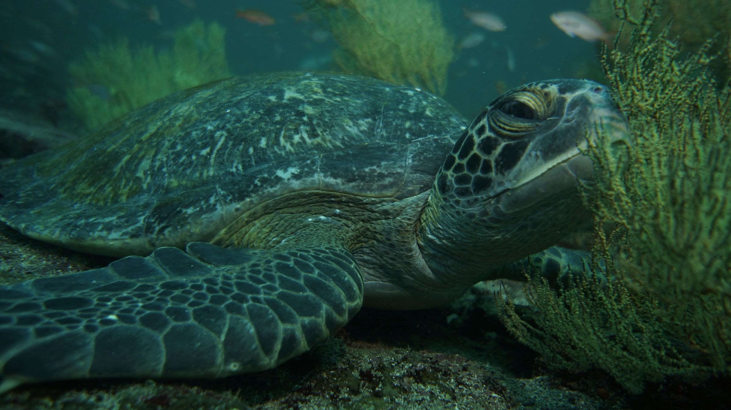 A sea turtle in the Galapagos