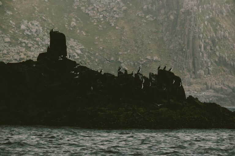 Seabirds over dramatic sea cliffs