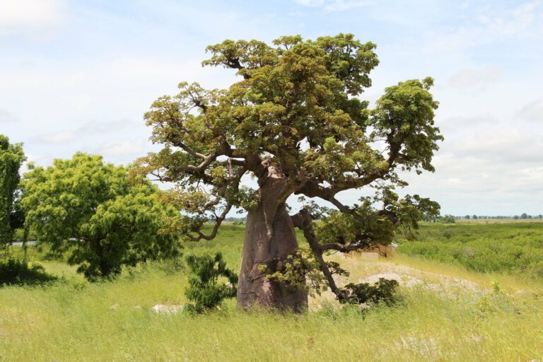 A baobab tree in the Senegalese countryside