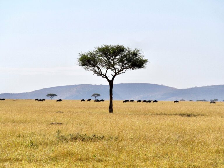 An acacia tree and wildebeest on the Serengeti plains