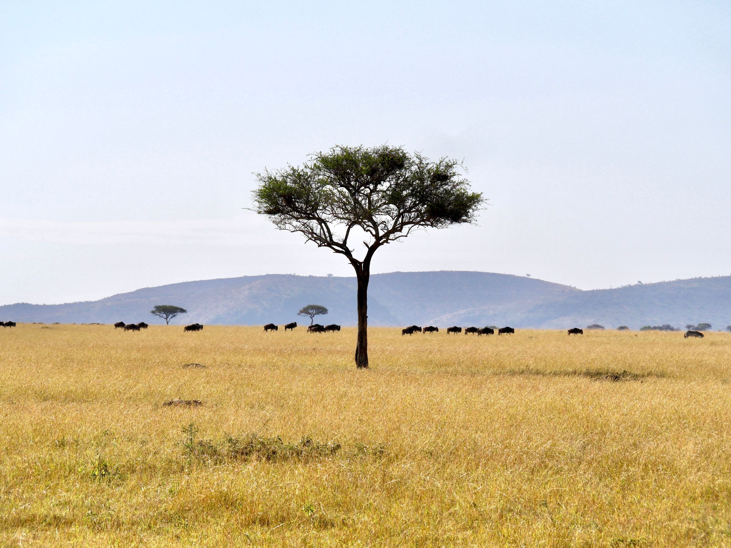 An acacia tree and wildebeest on the Serengeti plains