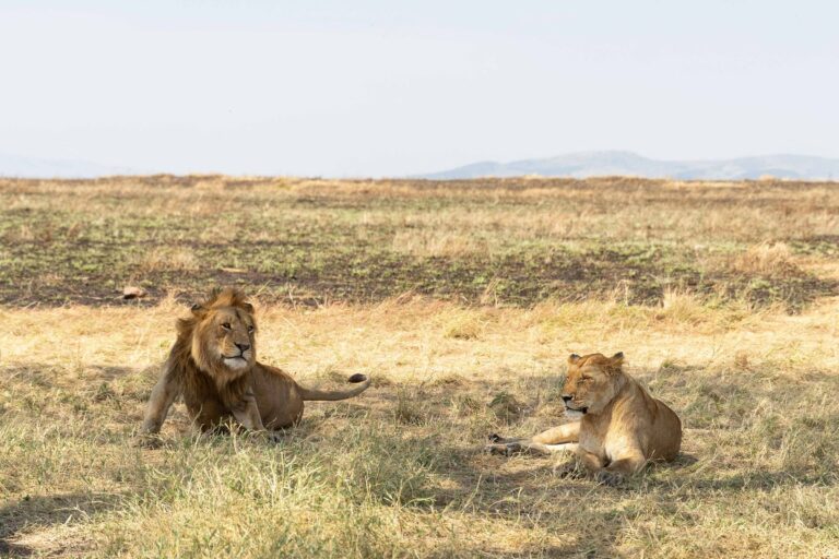 A lion and lioness resting on the Serengeti plains