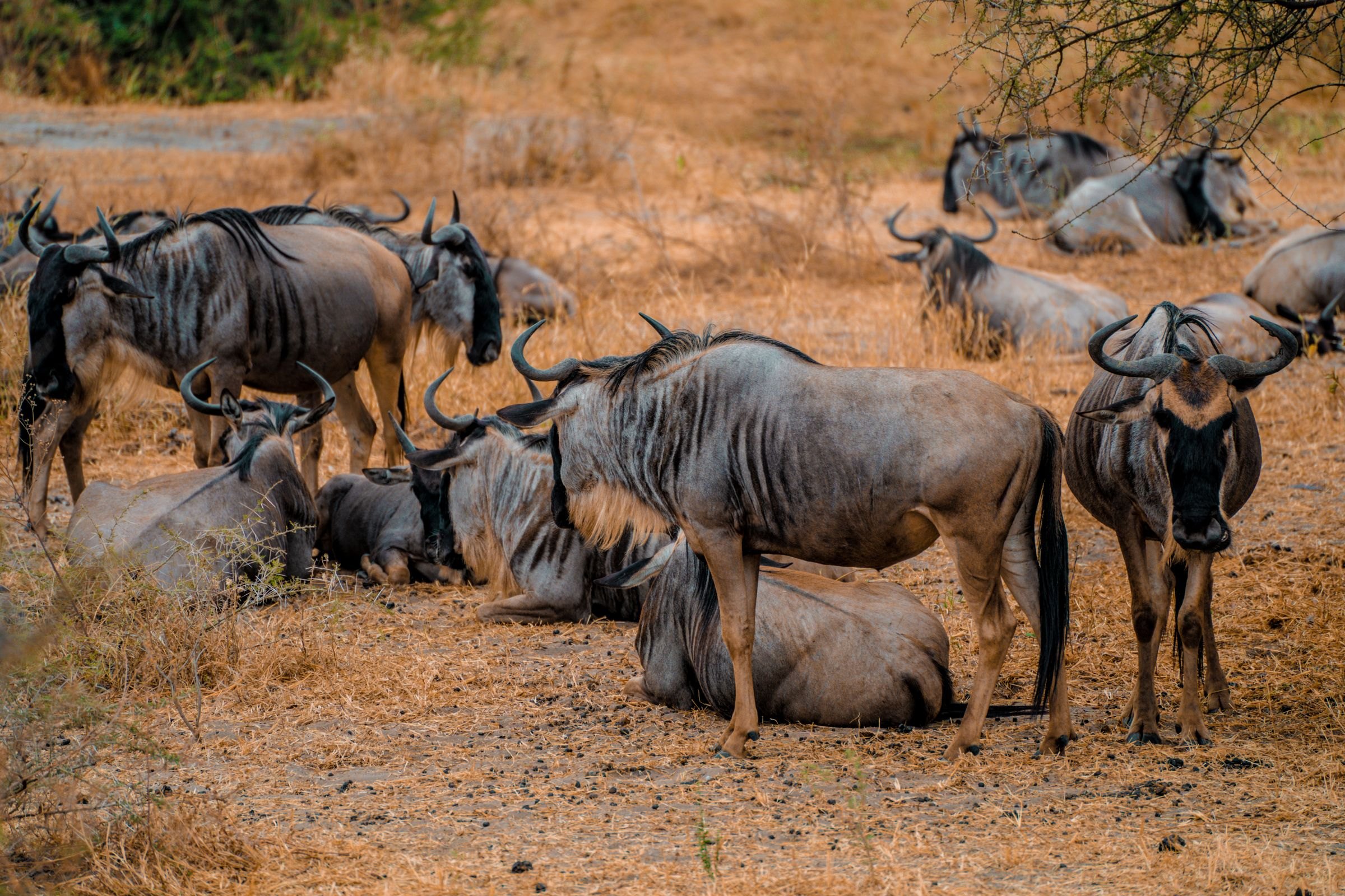 Wildebeest resting on the Serengeti plains