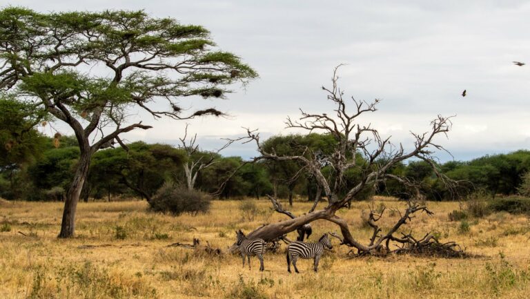 Zebras among acacia trees in the Serengeti