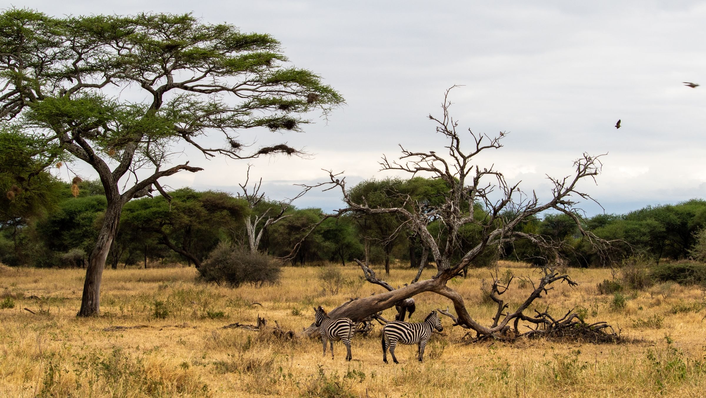 Zebras among acacia trees in the Serengeti