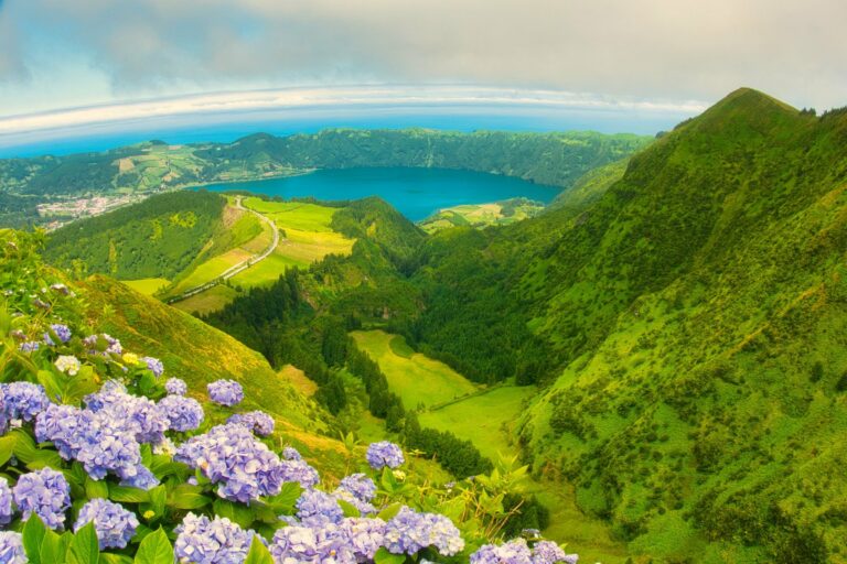 Hydrangeas above the Sete Cidades crater, Azores