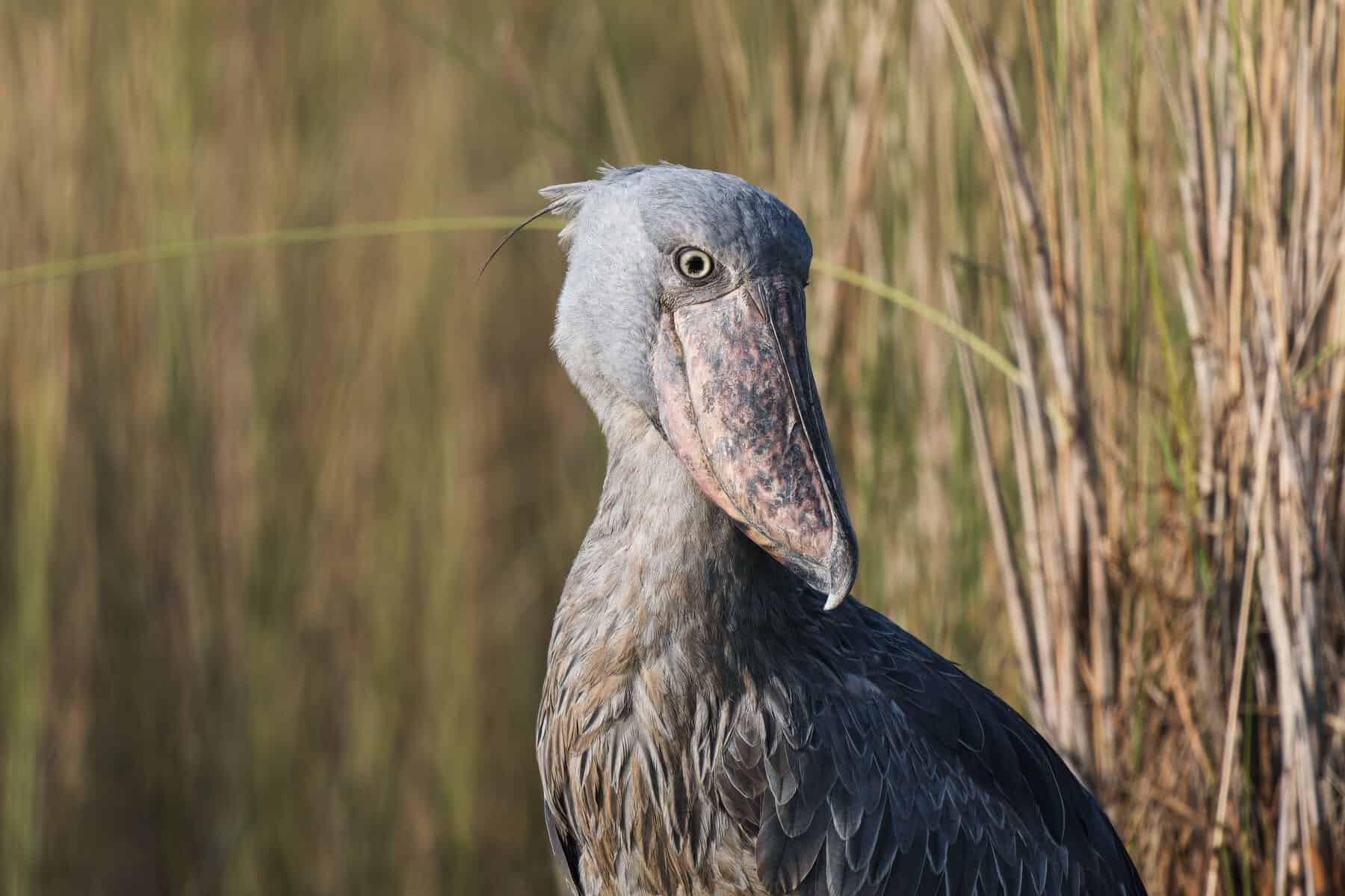A shoebill stork standing in tall grass