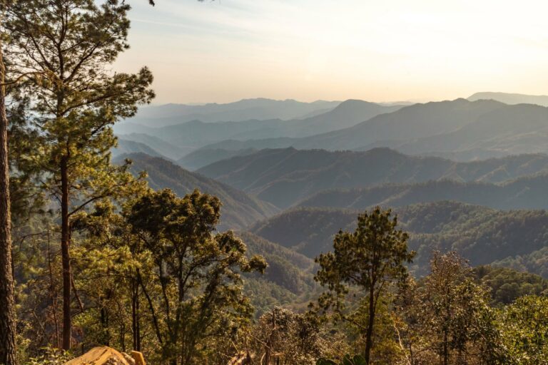 Forested mountains in the Sierra Norte of Oaxaca
