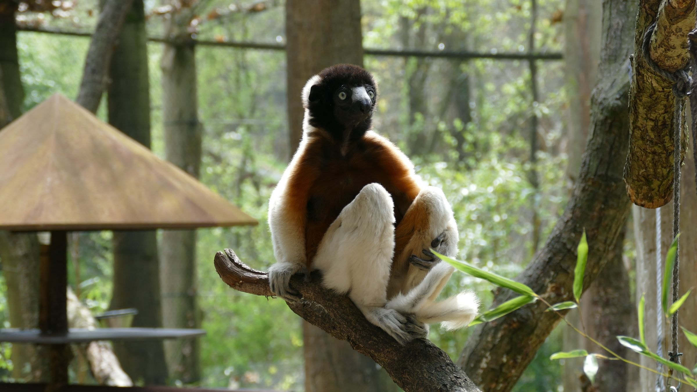 A sifaka lemur on a branch