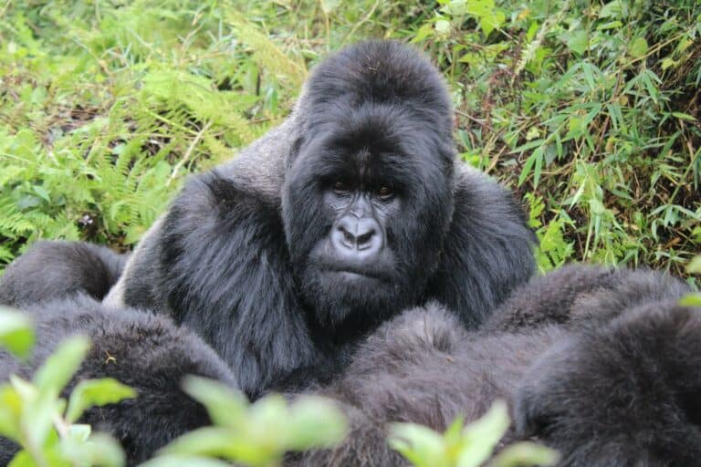 A silverback mountain gorilla resting in the forest