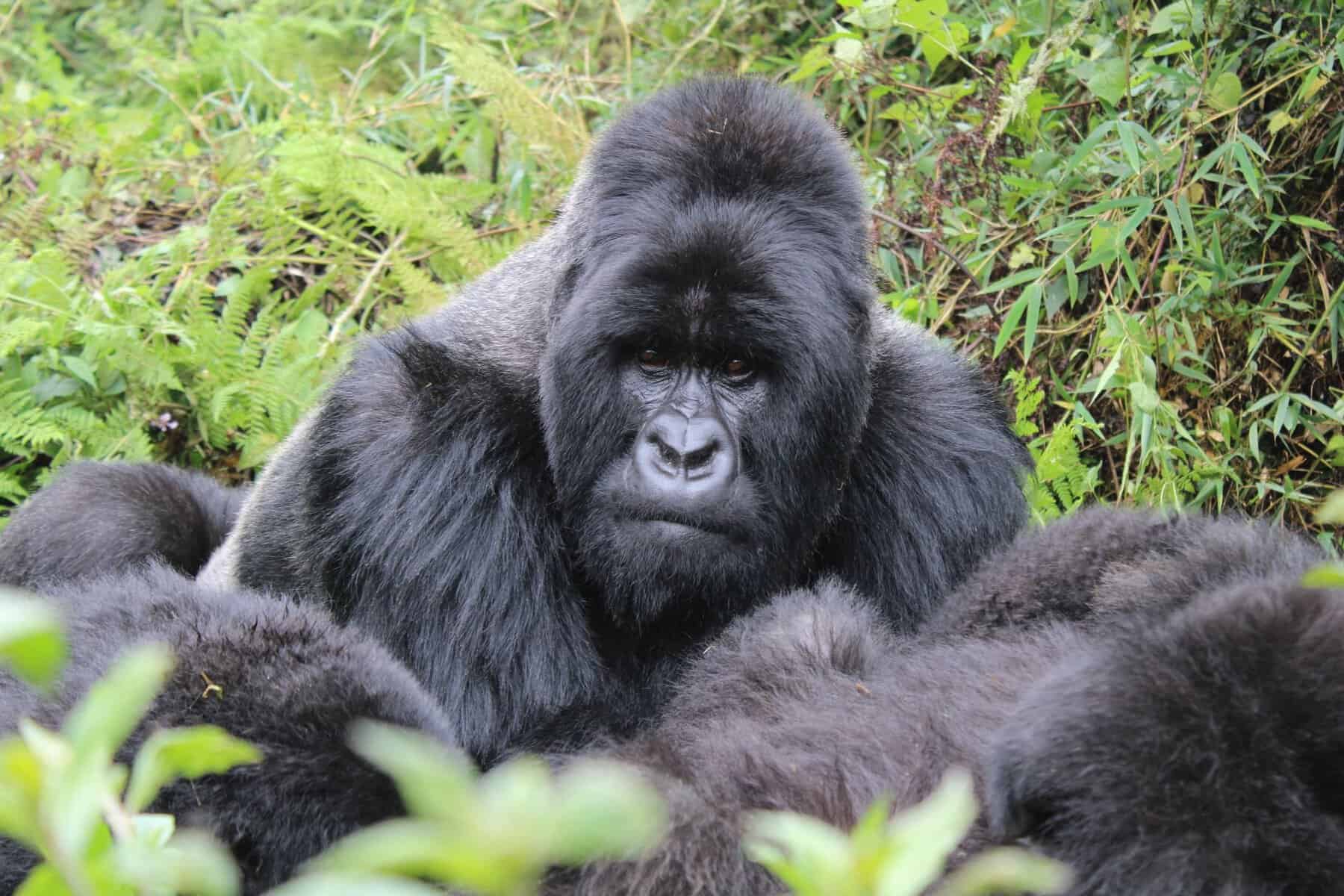 A silverback mountain gorilla resting in the forest