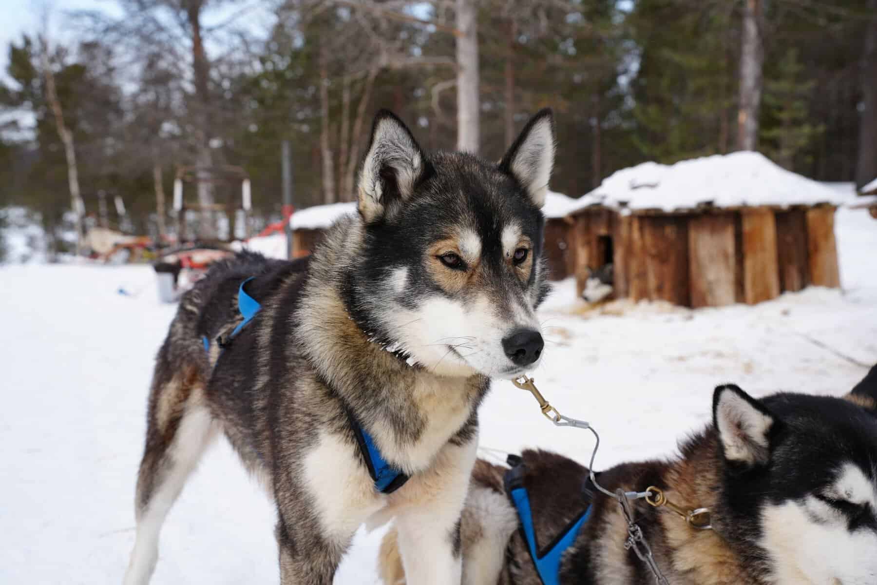 Sled dogs ready to run in the snow in Swedish Lapland