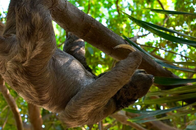 A sloth hanging from a branch