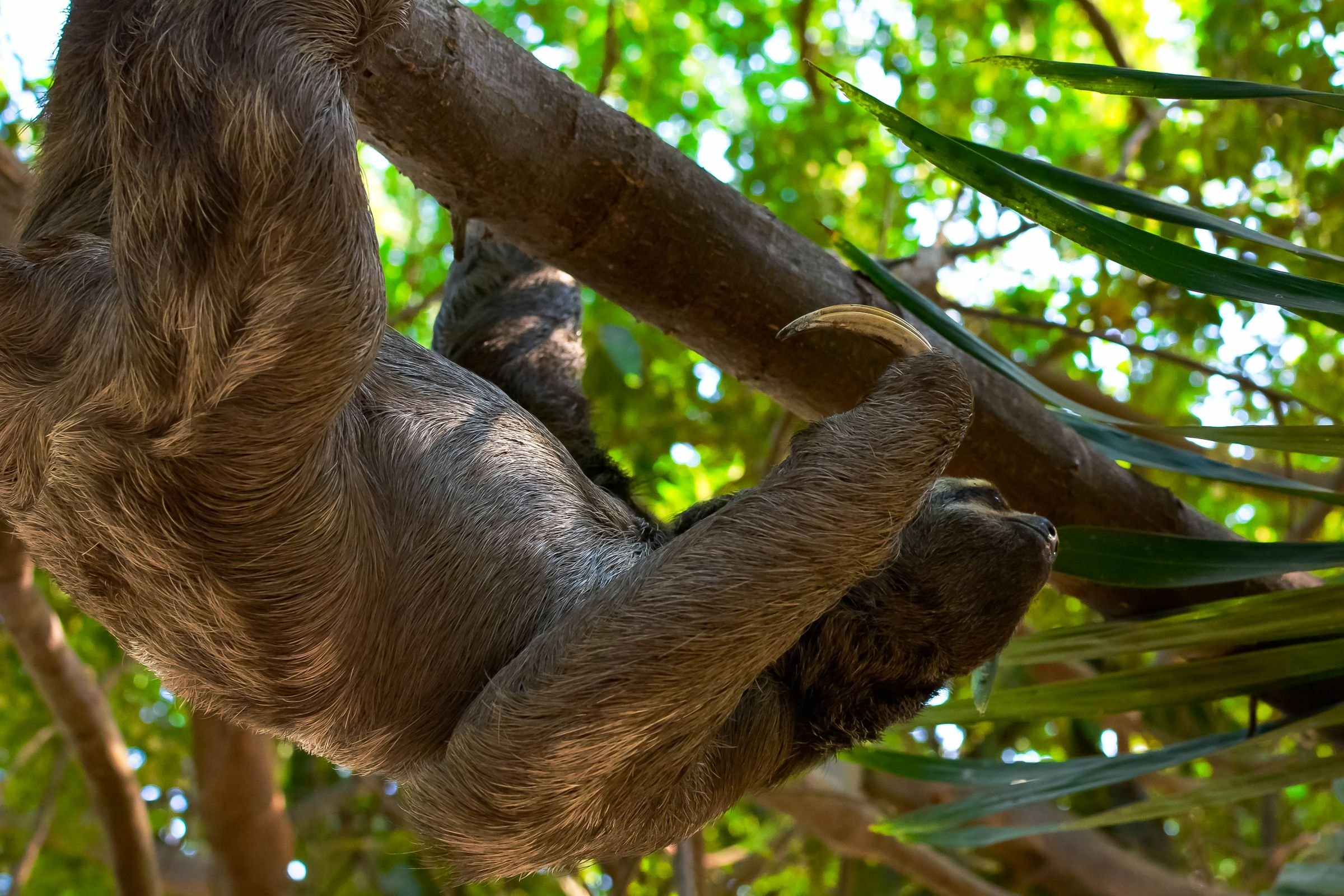 A sloth hanging from a branch