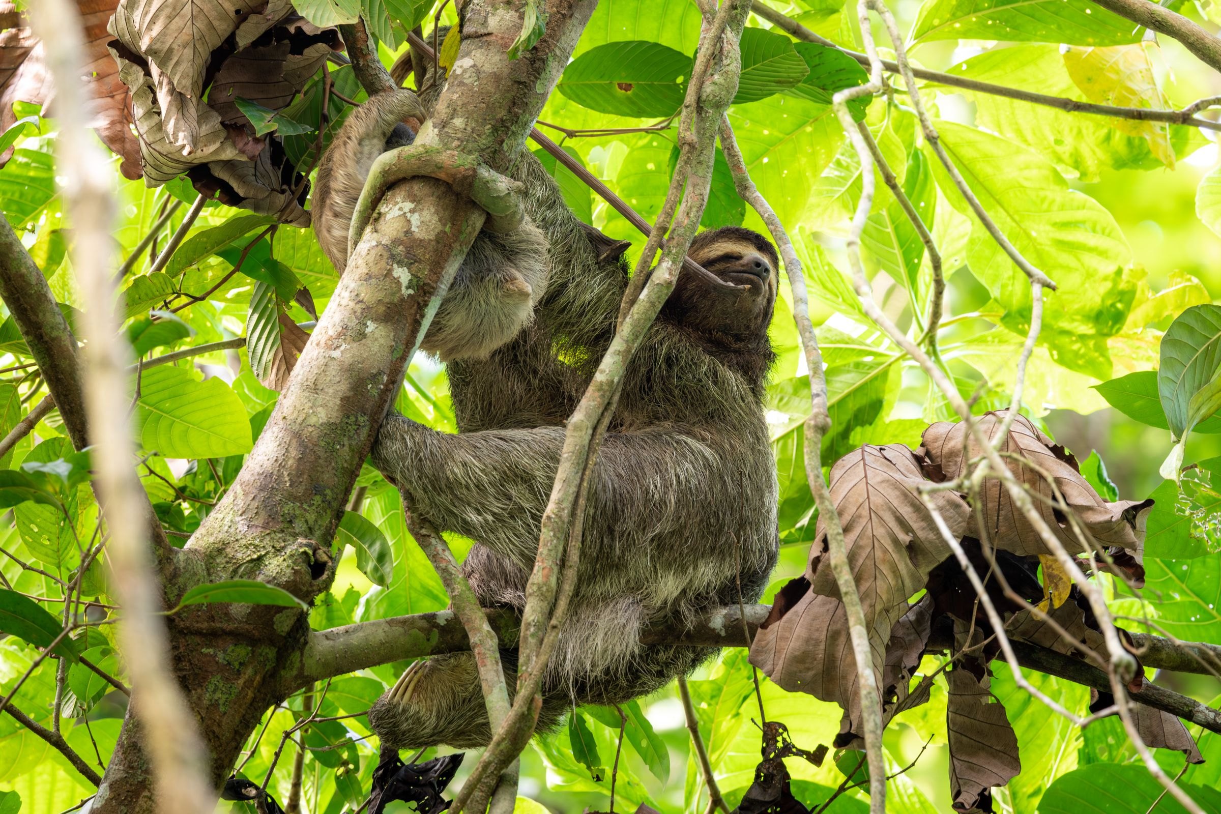 A three-toed sloth in the rainforest