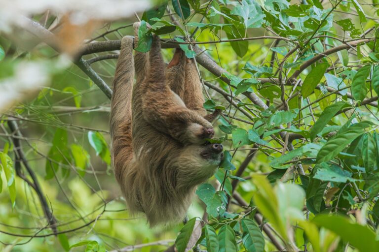 A pair of sloths hanging in the trees