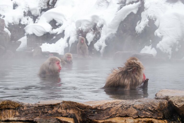 Snow monkeys in a hot spring