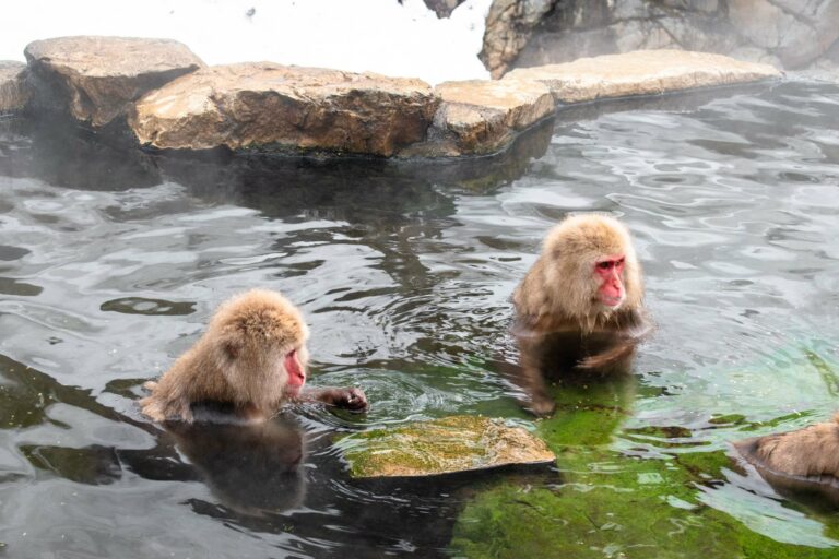 Two snow monkeys relaxing in a hot spring at Jigokudani