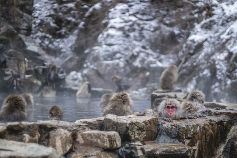 Snow monkeys in a hot spring in winter