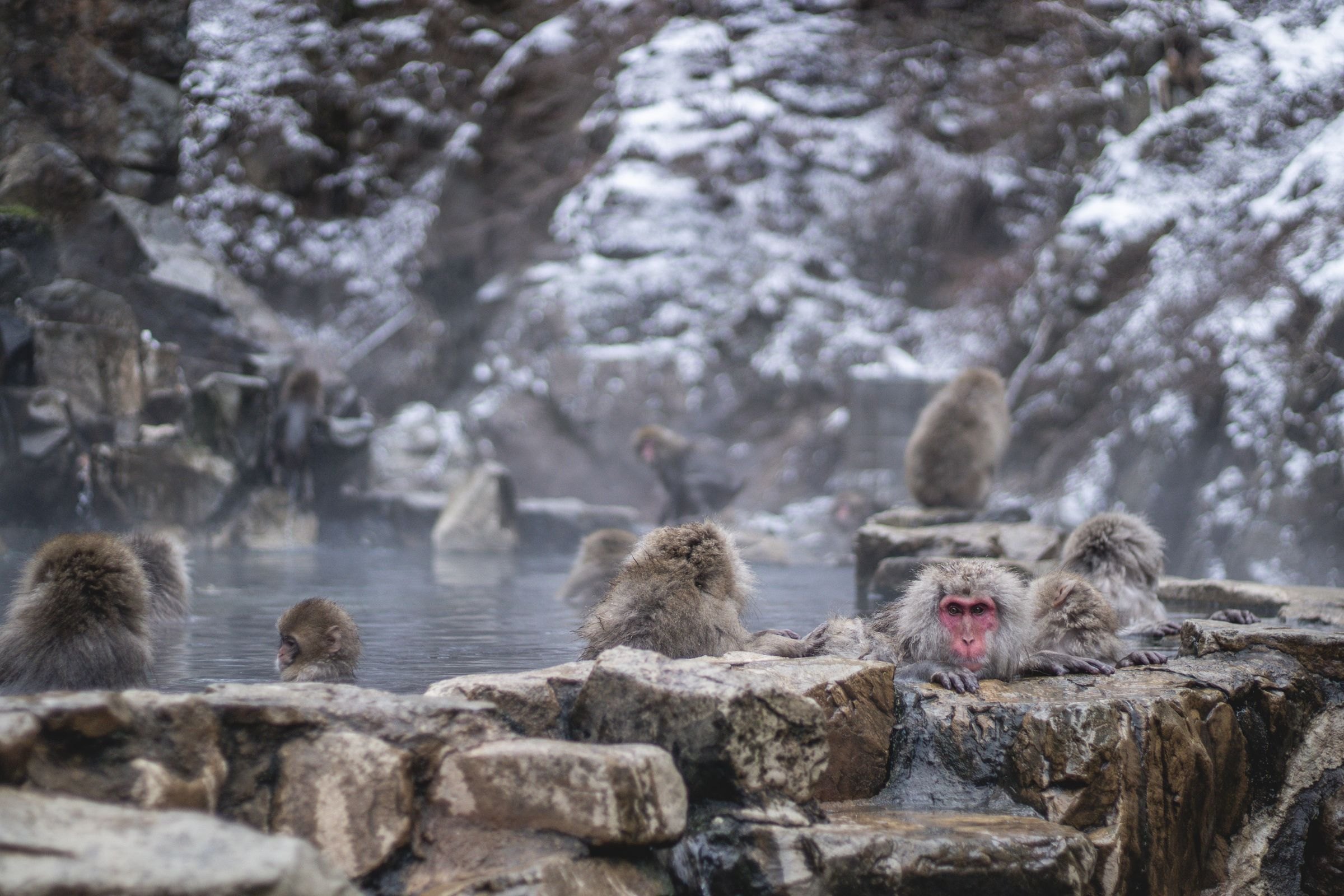 Snow monkeys in a hot spring in winter