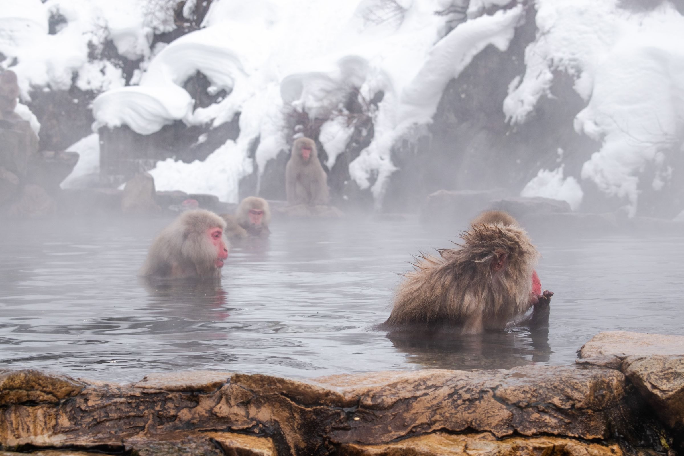 Snow monkeys in a hot spring